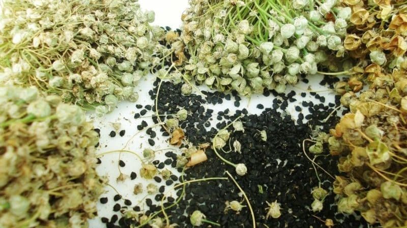 Recommendations from experienced gardeners: is it possible to sow nigella onions before winter and when to do it?