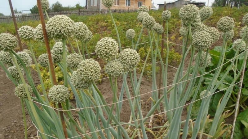 Recommendations from experienced gardeners: is it possible to sow nigella onions before winter and when to do it?