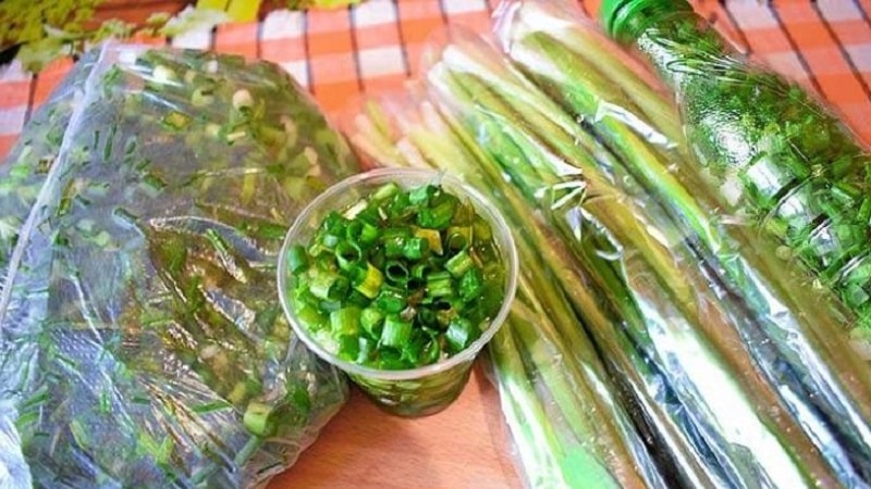 Preparing greens for the winter: is it possible to freeze green onions and how to do it correctly