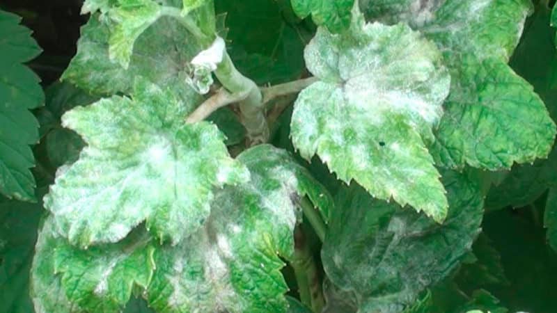 The most effective folk remedies for powdery mildew on currants