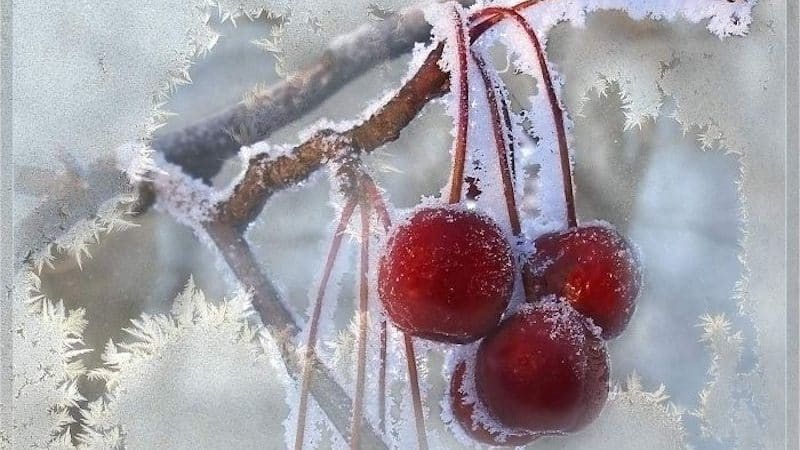 Review of the best winter-hardy cherry varieties and criteria for their selection