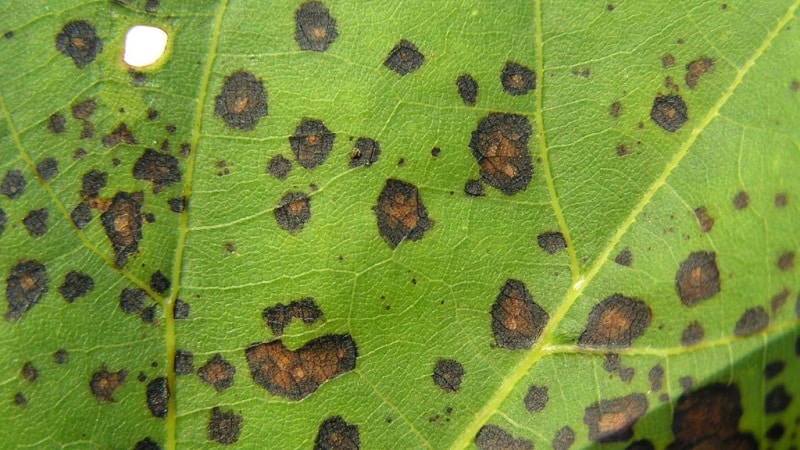 Why does honeysuckle bear fruit poorly?