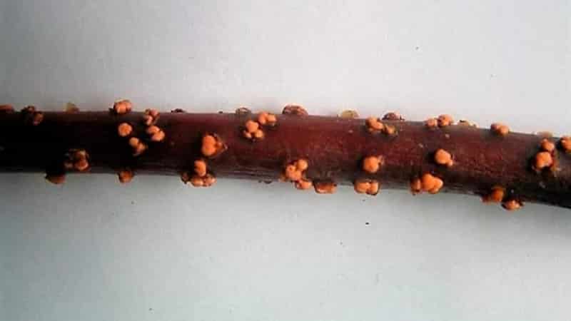Description and treatment of honeysuckle diseases and pest control