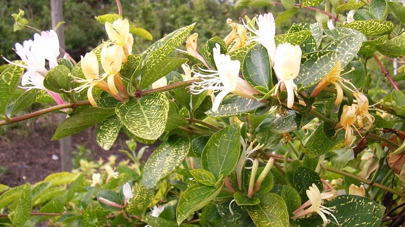 Features and rules for growing Japanese honeysuckle (varieties Aureoreticulata, Khaliana, Purpurea, Variegated)