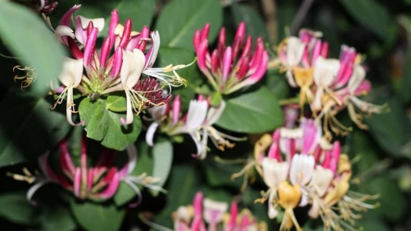 Features and rules for growing Japanese honeysuckle (varieties Aureoreticulata, Khaliana, Purpurea, Variegated)