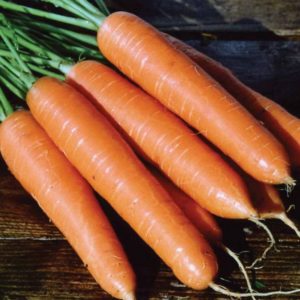 Features of the carrot variety Rote Risen: description, agricultural technology, reviews