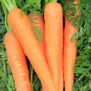 Features of the carrot variety Rote Risen: description, agricultural technology, reviews