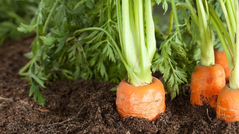 Features of the carrot variety Rote Risen: description, agricultural technology, reviews