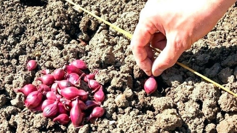 Features of cultivation and beneficial properties of red onions
