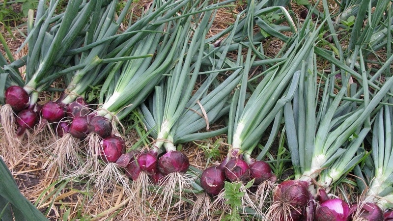 Features of cultivation and beneficial properties of red onions