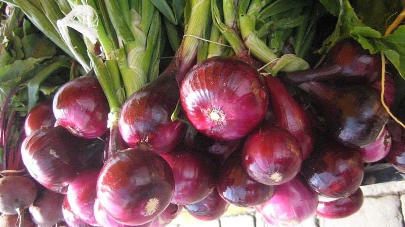 Features of cultivation and beneficial properties of red onions