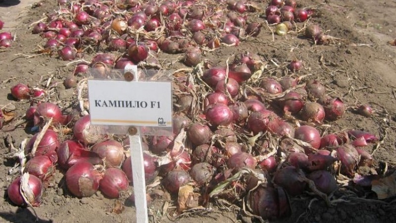 Features of cultivation and beneficial properties of red onions