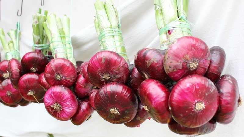 Features of cultivation and beneficial properties of red onions