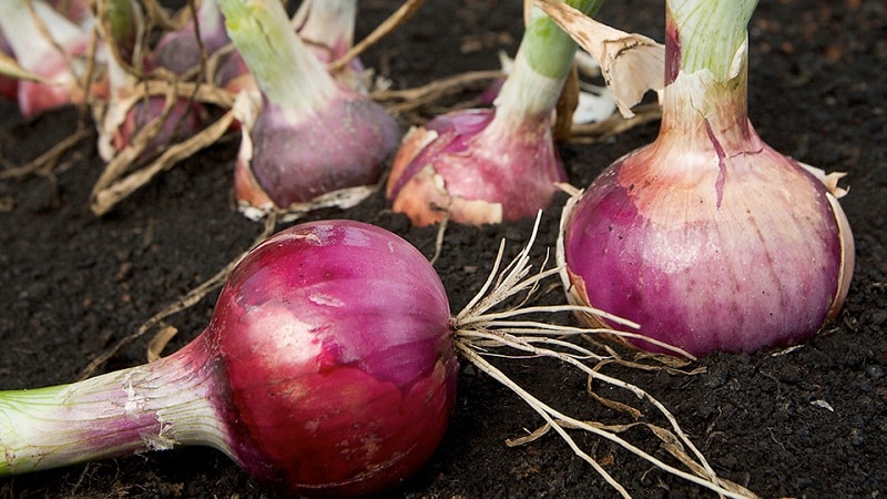 Features of cultivation and beneficial properties of red onions