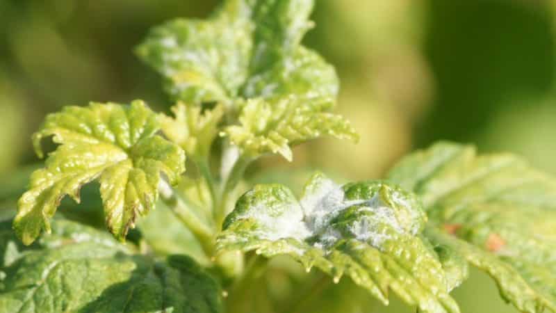The most effective folk remedies for powdery mildew on currants