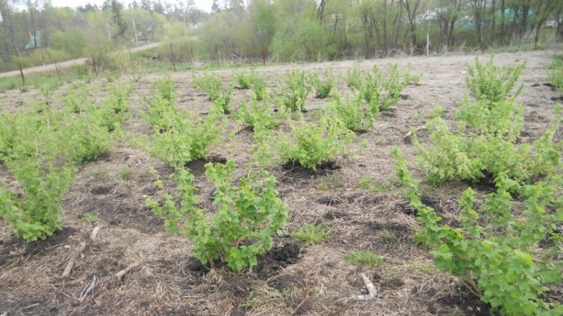 The most effective folk remedies for powdery mildew on currants