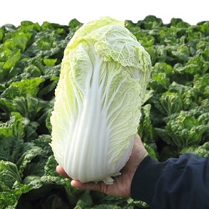 Is it possible for a young mother to eat Chinese cabbage while breastfeeding?