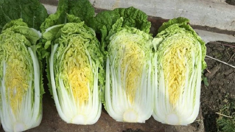 Benefits and results of the cabbage diet