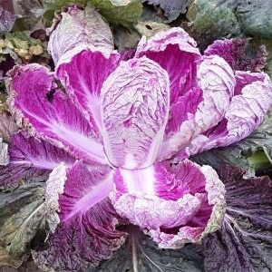 Beijing cabbage: description, photos, main characteristics of varieties and hybrids