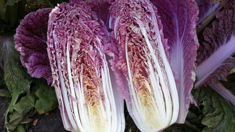 Chinese cabbage: description, photo, cultivation and storage