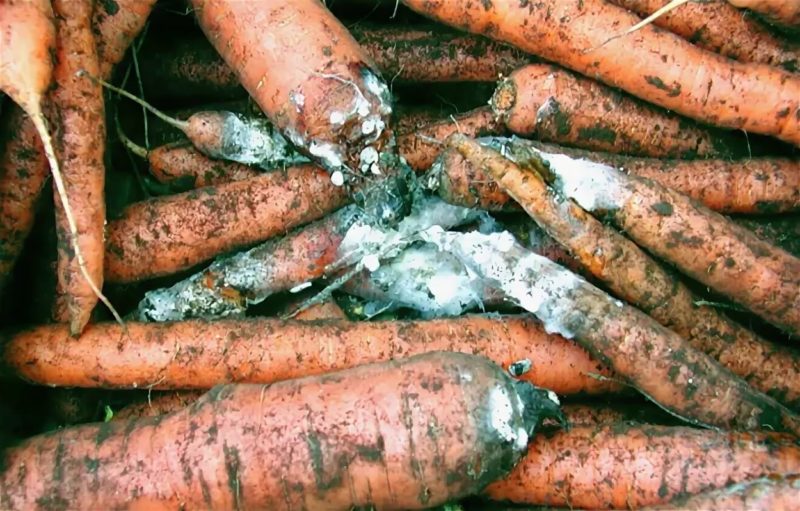 What to do if carrots rot during storage and why this happens