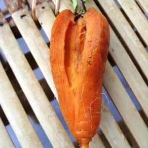 White core of carrots - why does this happen?