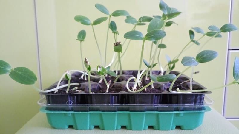 Why cucumber seedlings stretch and how to grow them correctly to avoid this