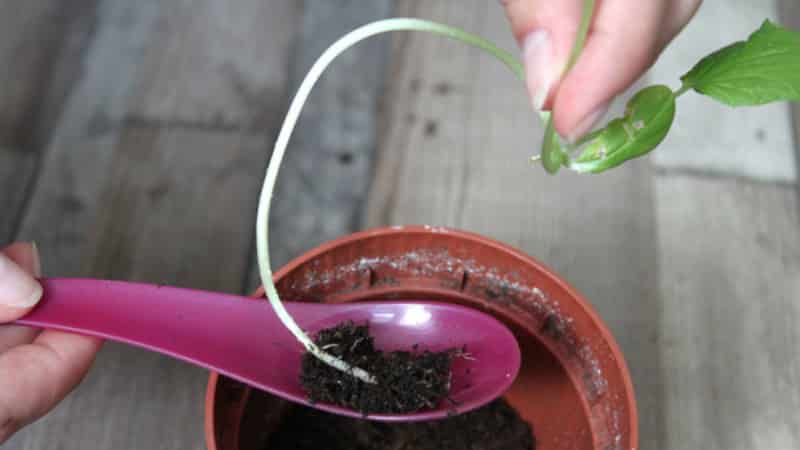 Why cucumber seedlings stretch and how to grow them correctly to avoid this