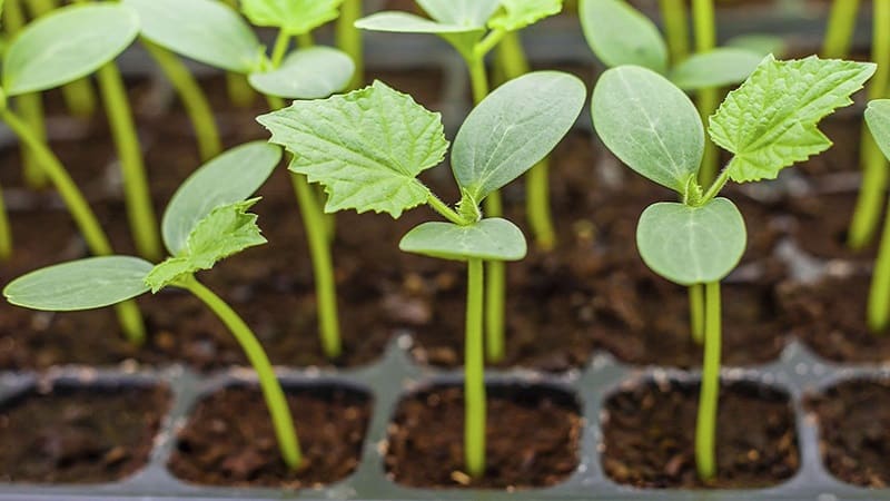 Why cucumber seedlings stretch and how to grow them correctly to avoid this