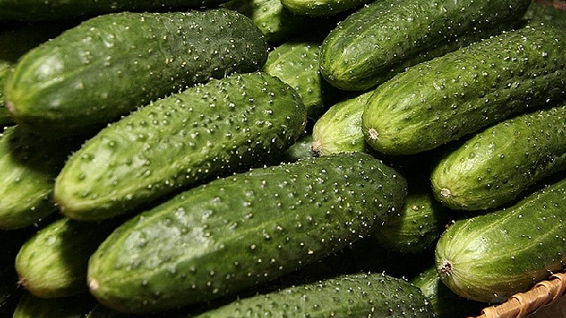 A selection of the best varieties of cucumbers for open ground in the Moscow region and tips for choosing them