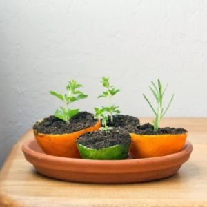 The benefits and harms of orange peels, rules for their preparation, storage and use