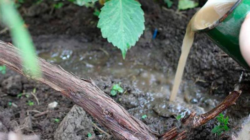 Step-by-step instructions: how to properly cover grapes for the winter