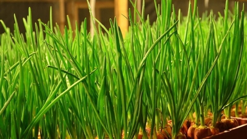 Step-by-step instructions for forcing onions into greens at home and on the site