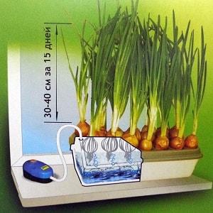 Step-by-step instructions for forcing onions into greens at home and on the site