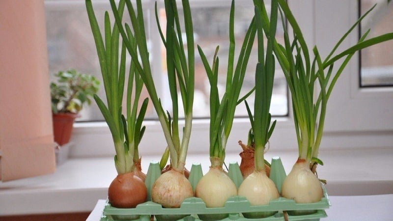 Step-by-step instructions for forcing onions into greens at home and on the site