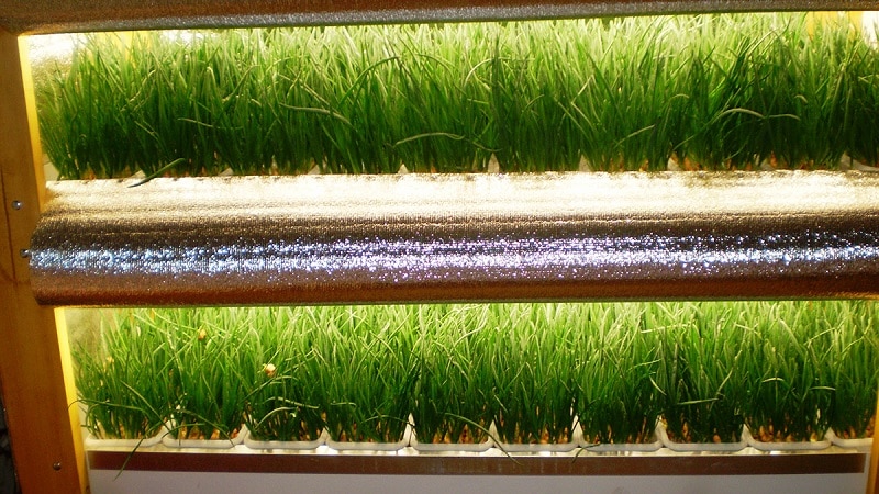 Step-by-step instructions for forcing onions into greens at home and on the site