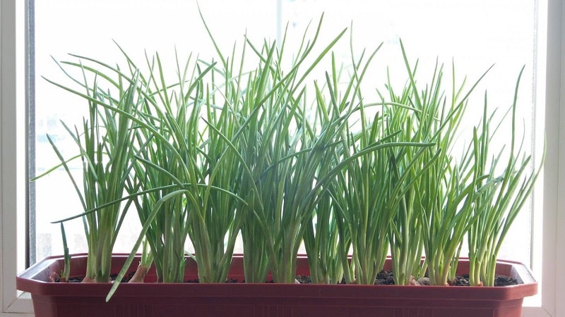 Step-by-step instructions for forcing onions into greens at home and on the site