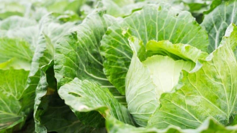 Growing rules and selection of early cabbage varieties