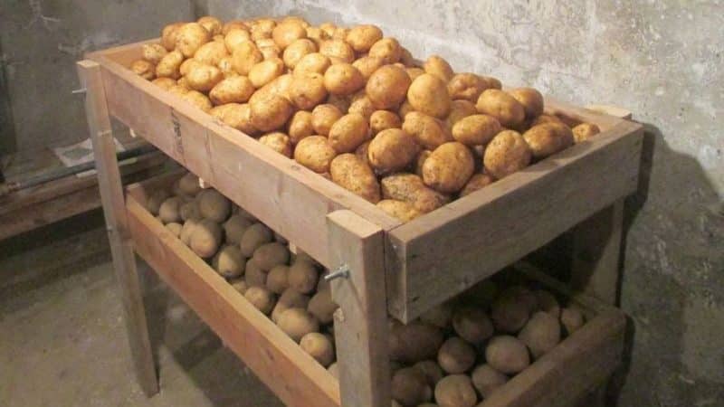 Pros and cons of planting potatoes in ridges