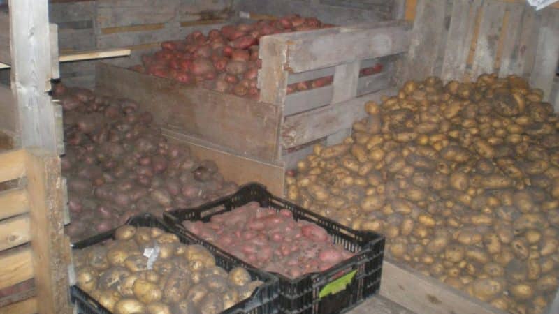 Features of proper potato storage: from A to Z