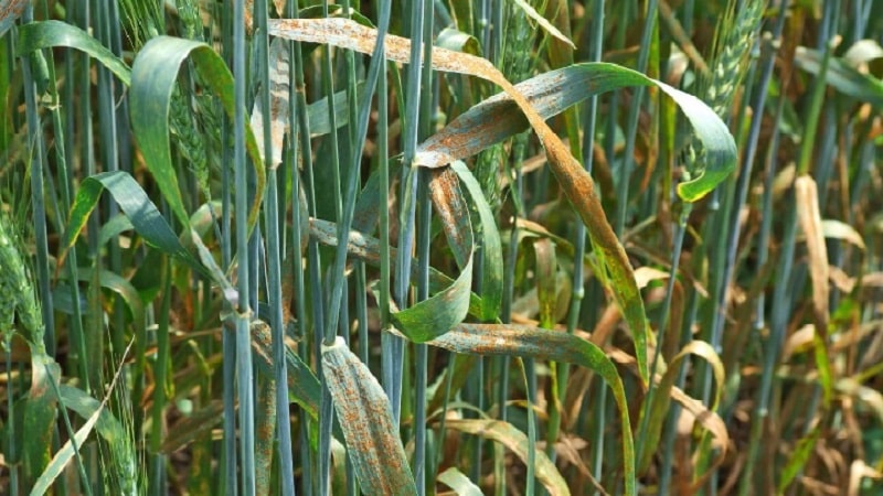 Causes of wheat rust and methods of combating it