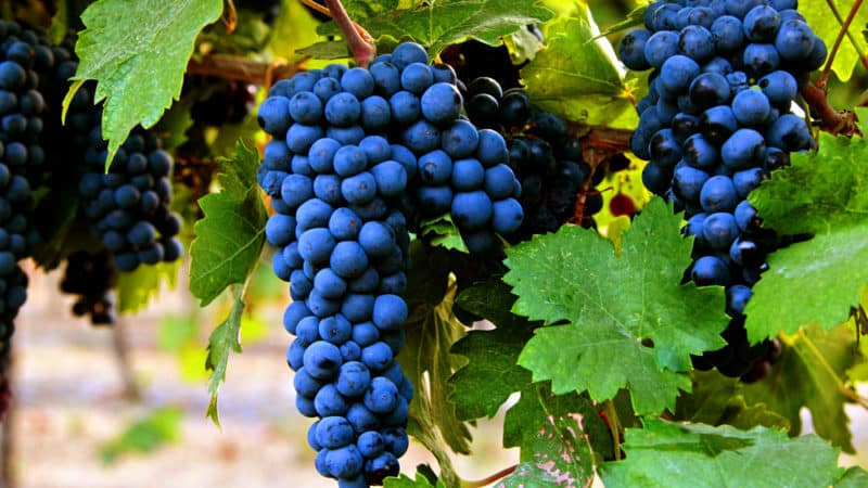 Early ripening dark-skinned grape variety Primitivo