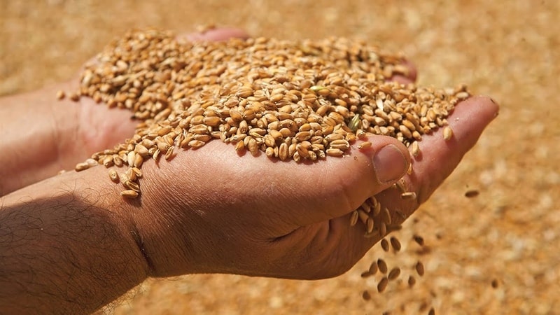 What is feed wheat and where is it used?