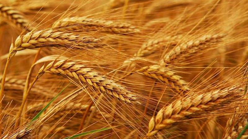 What is soft wheat, how does it differ from hard wheat and where is it used?