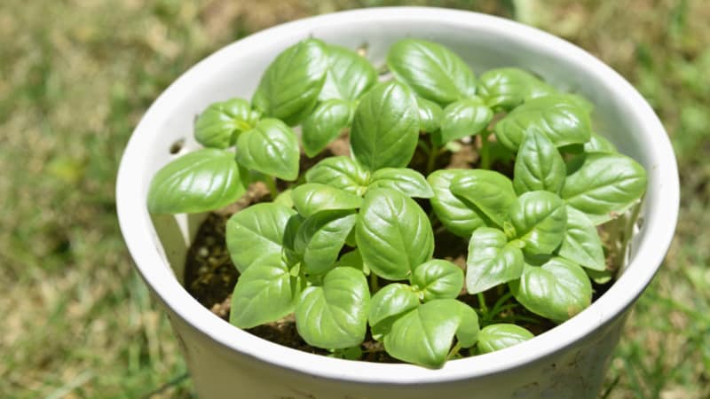 How and when to properly plant basil seedlings in the Moscow region