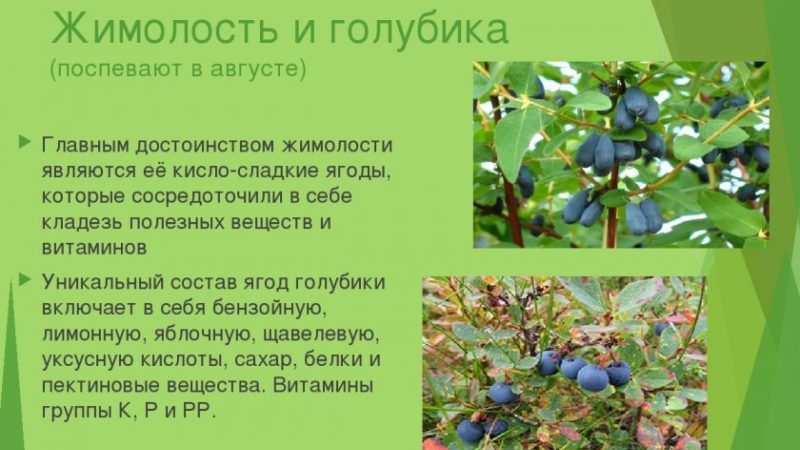What is the difference between blueberries and honeysuckle - how to tell them apart