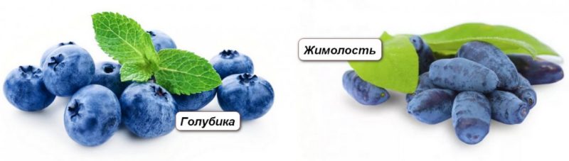 What is the difference between blueberries and honeysuckle - how to tell them apart