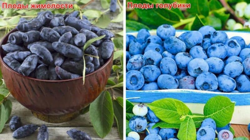 What is the difference between blueberries and honeysuckle - how to tell them apart