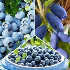 What is the difference between blueberries and honeysuckle - how to tell them apart