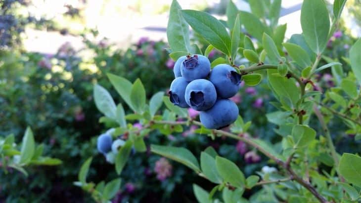 What is the difference between blueberries and honeysuckle - how to tell them apart